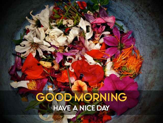Beautiful Good Morning Pictures