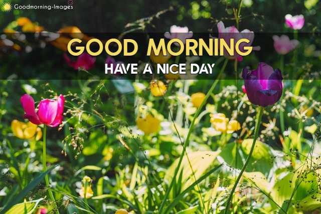 Lovely Good Morning Images Download