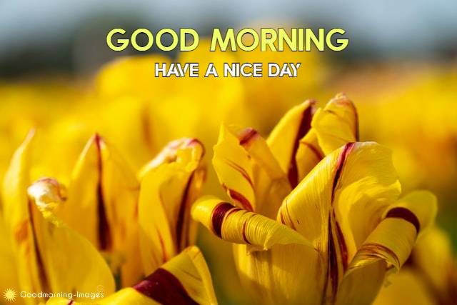 Good Morning Nature HD Images