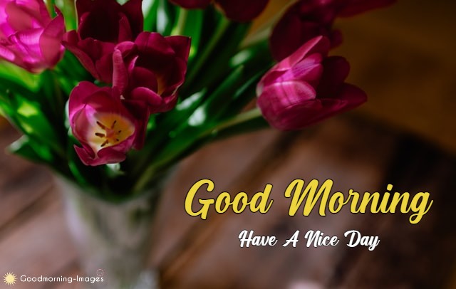 Good Morning Friends Images