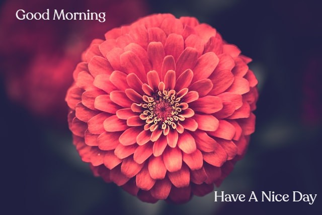 Morning Sweet Flowers HD Images