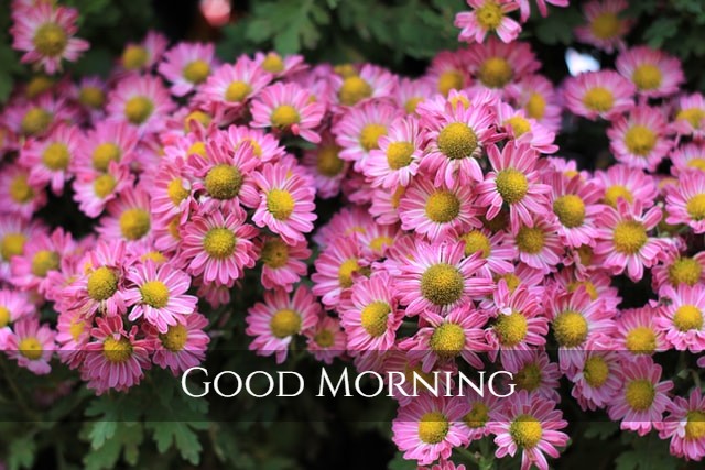 Good Morning Sweet Flowers HD Images