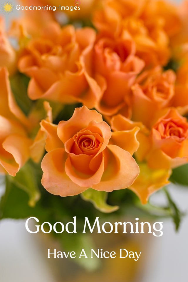 Morning HD Lovely Flowers Images