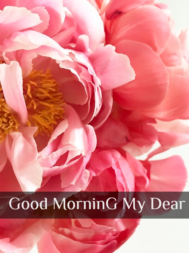 Morning HD Lovely Flowers Images