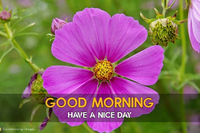 Good Morning Images HD 1080p