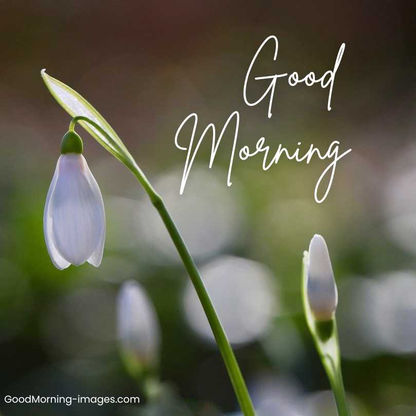 Good Morning Flowers Pictures in Full HD