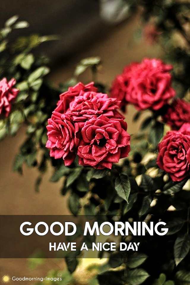 Good Morning Flower Images HD