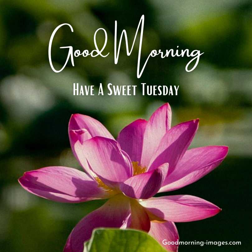 Good Morning Tuesday Flower Images