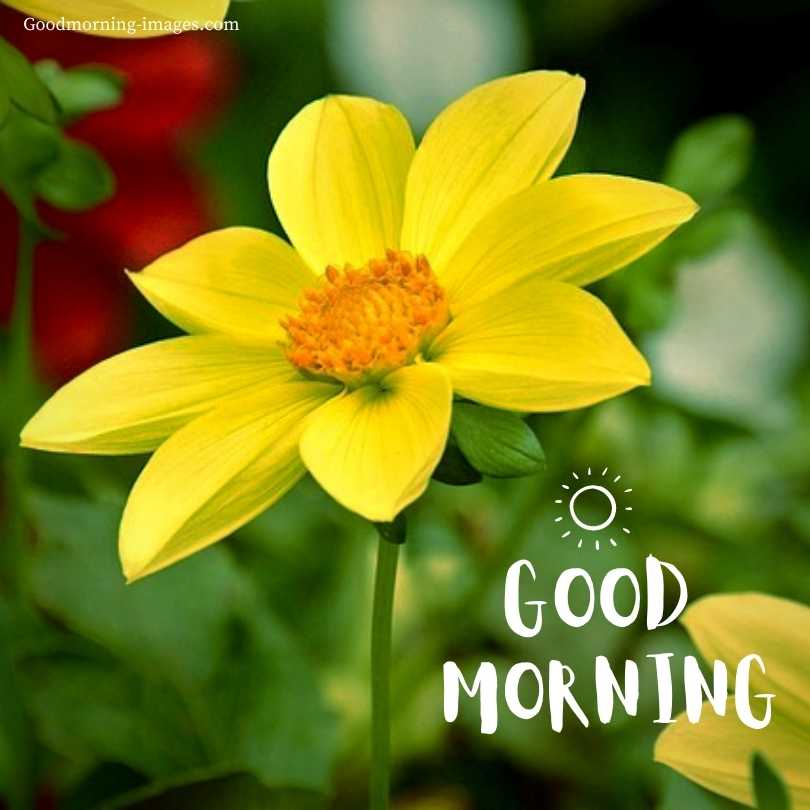 Good Morning Wishes with Flowers