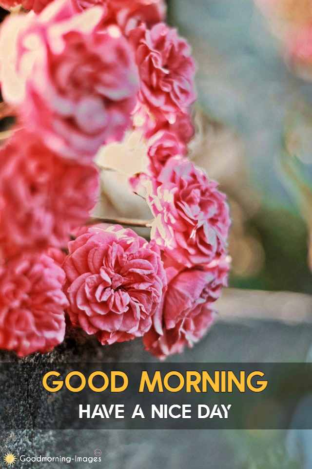 Sweet Good Morning Flowers