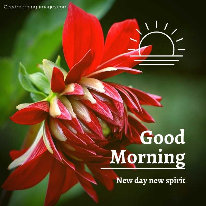 Good Morning HD Images Download