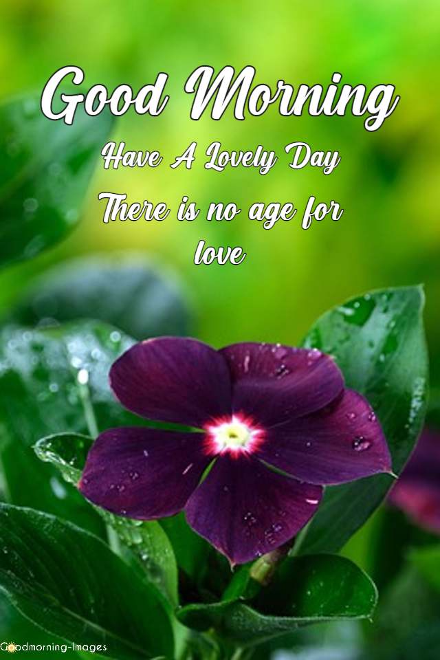 Good Morning My Love Quotes Images