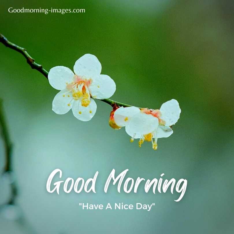 Good Morning Beautiful Pictures