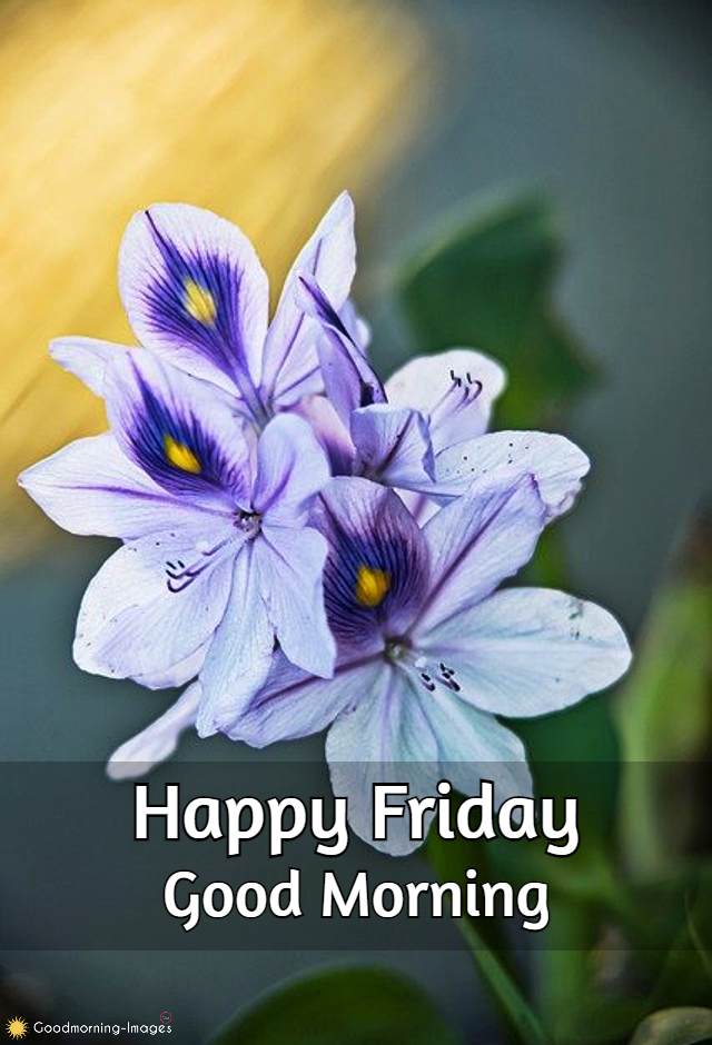 Good Morning Friday HD Pictures
