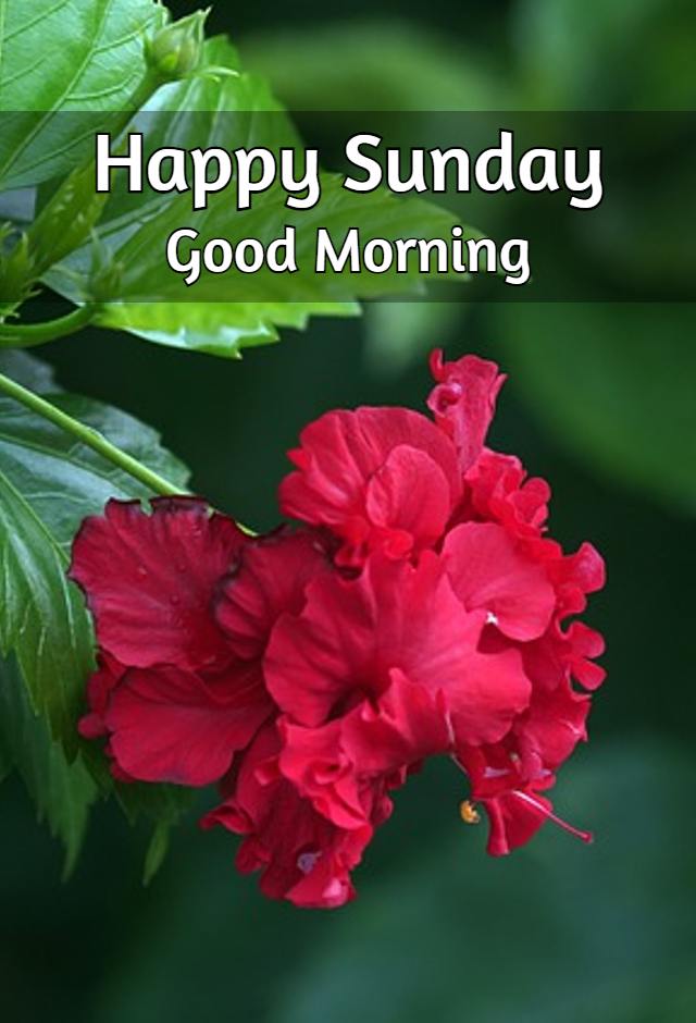 ᐅ100+ Happy Sunday Images, Photos, Pictures, Blessings