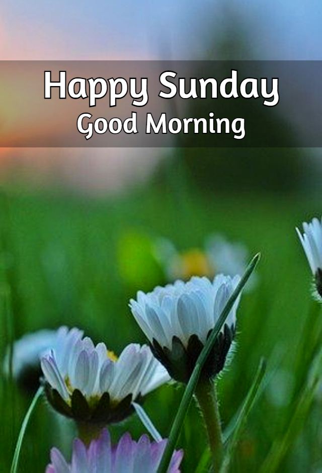 ᐅ Top 50+ Good Morning Happy Sunday Images, Wishes & GIFs