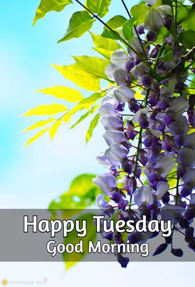 Happy Tuesday HD Images