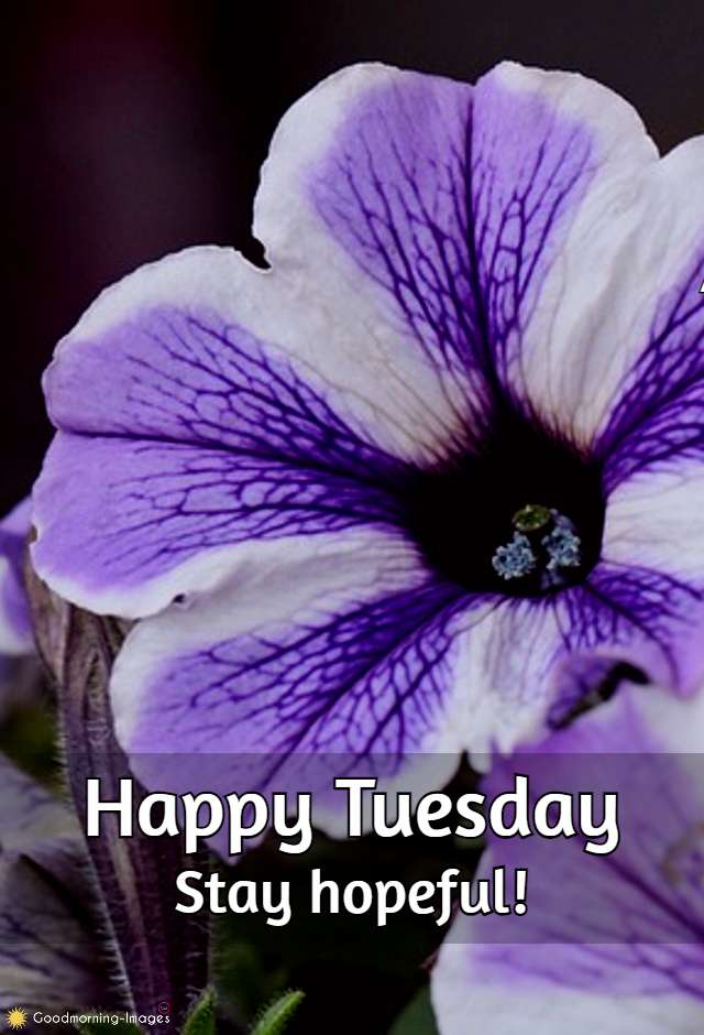 Happy Tuesday Images Wishes