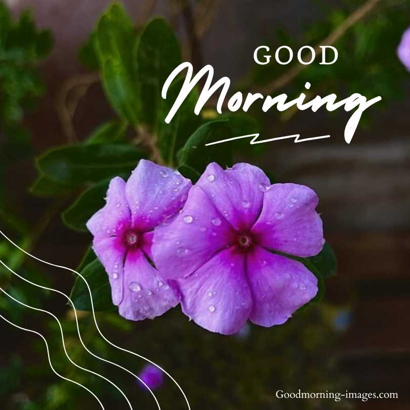 Good Morning Flower Pictures