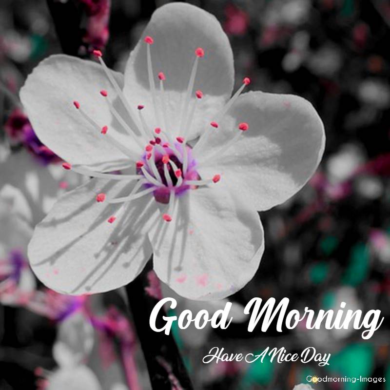 good morning flower pictures