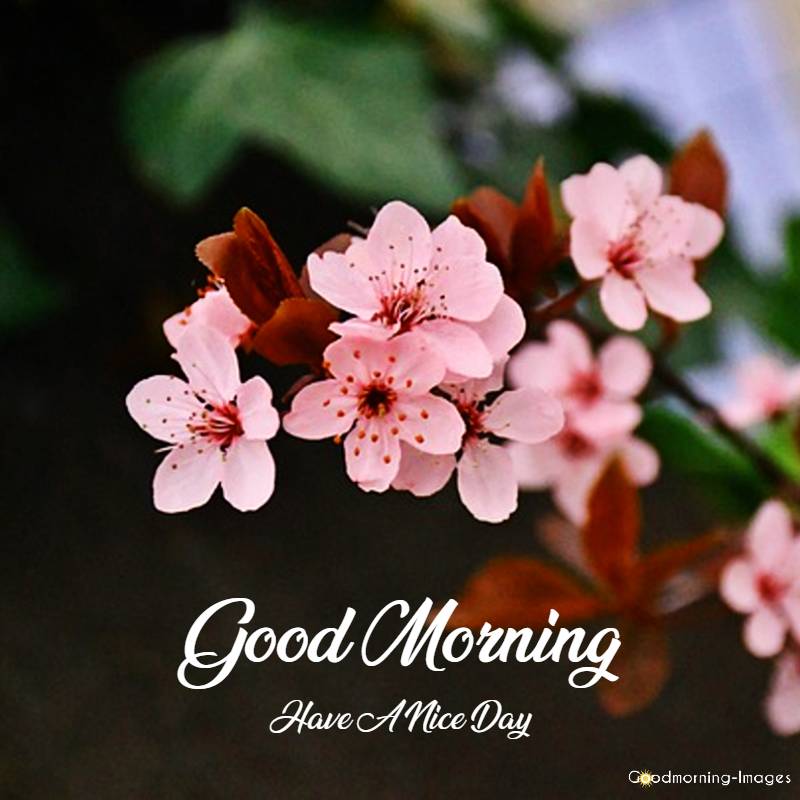 good morning jasmine pictures