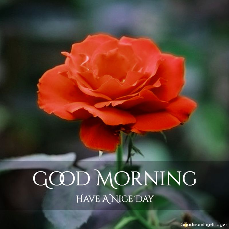 good morning red rose pictures