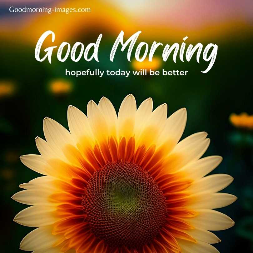 Good Morning Lovely HD Pictures