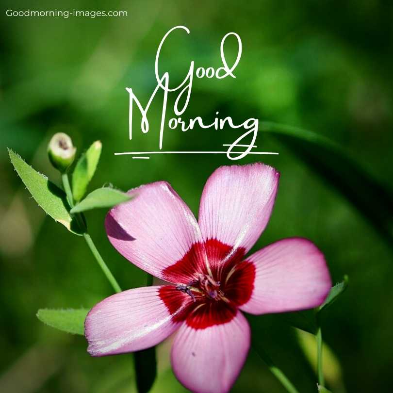 Good Morning Images HD Pictures