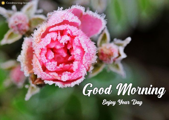 Good Morning Rose Images For BF GF