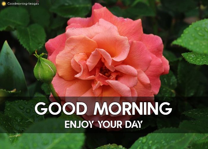 Lovely Good Morning Rose Images