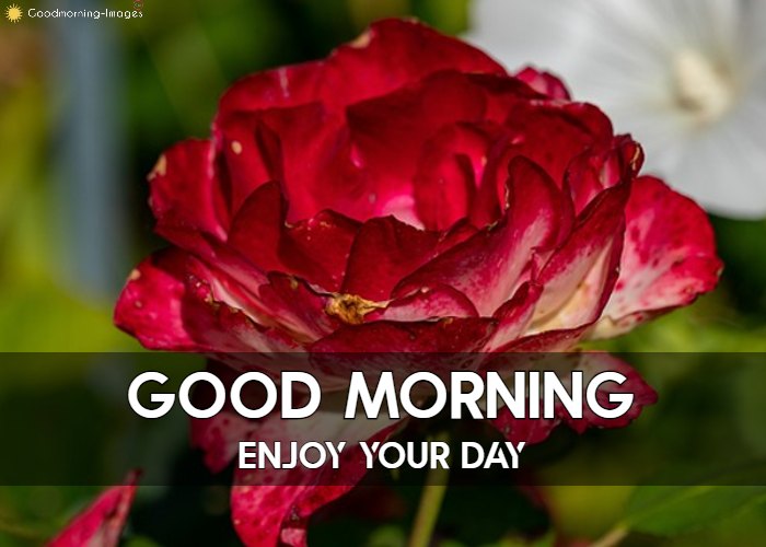 Good Morning Rose Images For Her