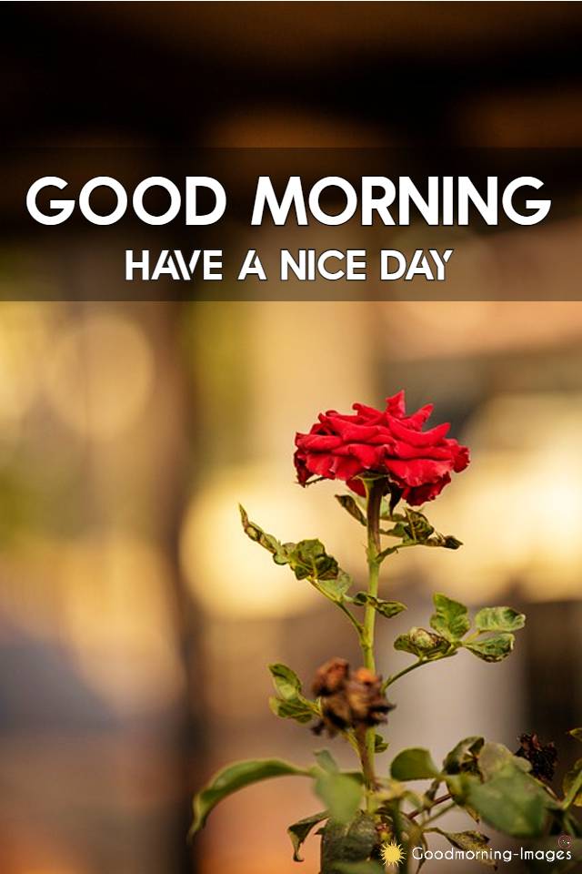 Good Morning Rose Images For Her