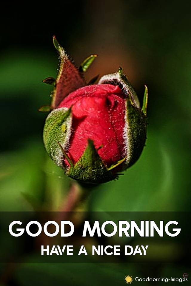 Good Morning Red Rose Images