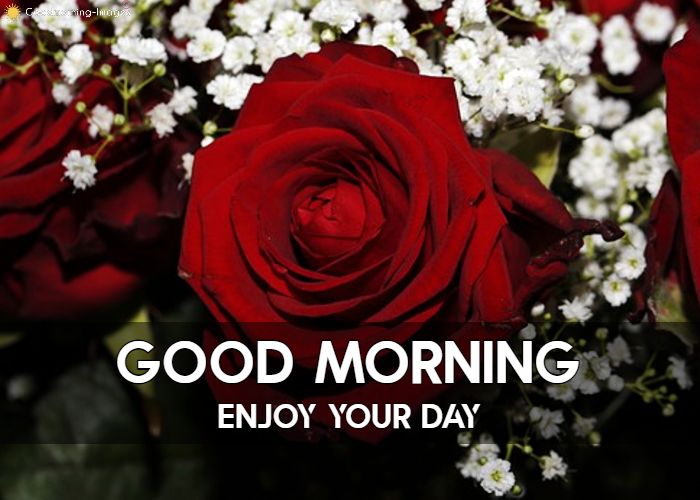 Good Morning Pink Rose Images