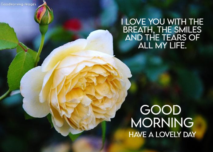 Good Morning Love Messages Pictures