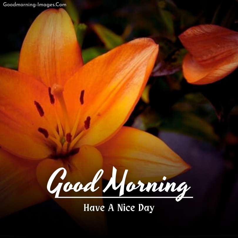 Lovely morning flower wishes images