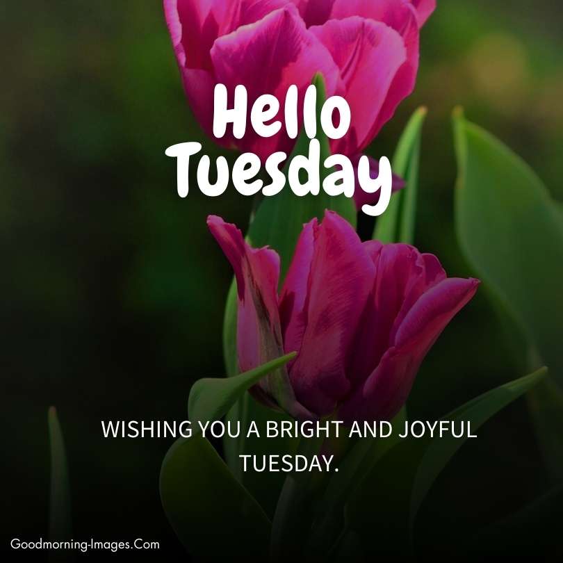 Tuesday Good Morning Wishes