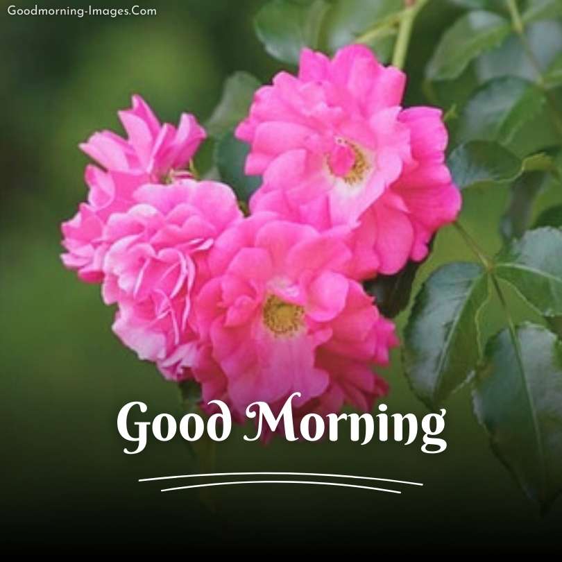 Good Morning HD Flower Pictures