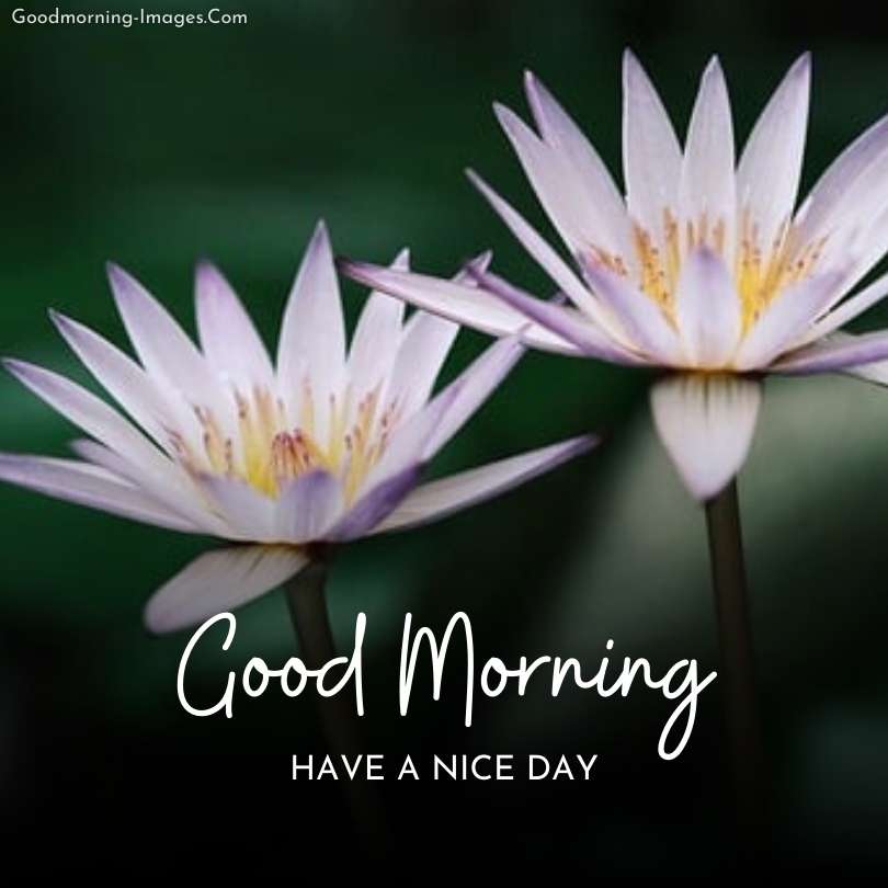 Good Morning Flower HD Greetings Images