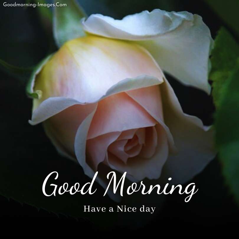 Good Morning Greetings Images