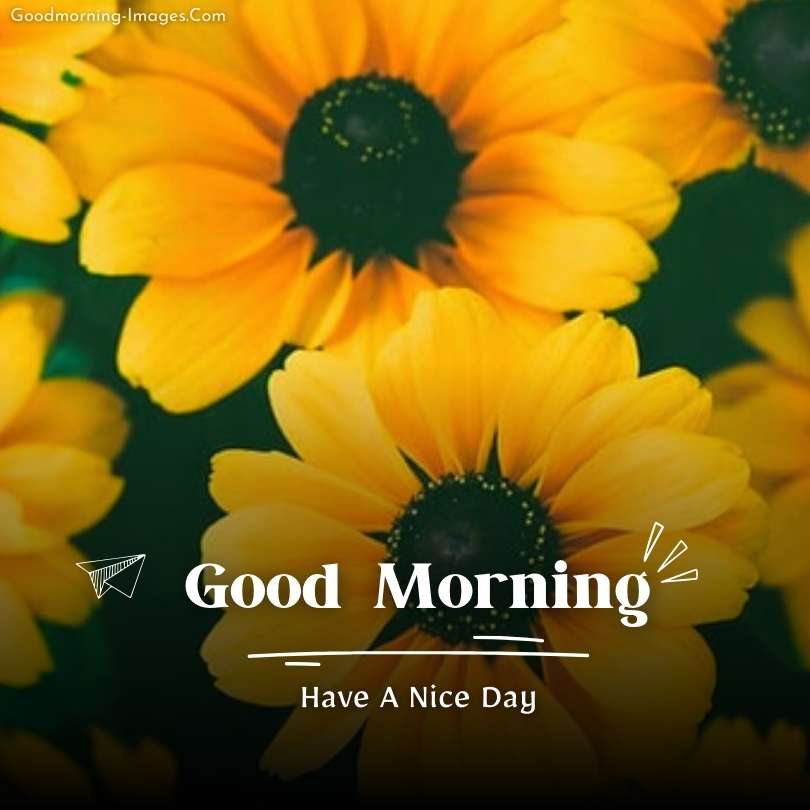 Lovely Good Morning flower Images