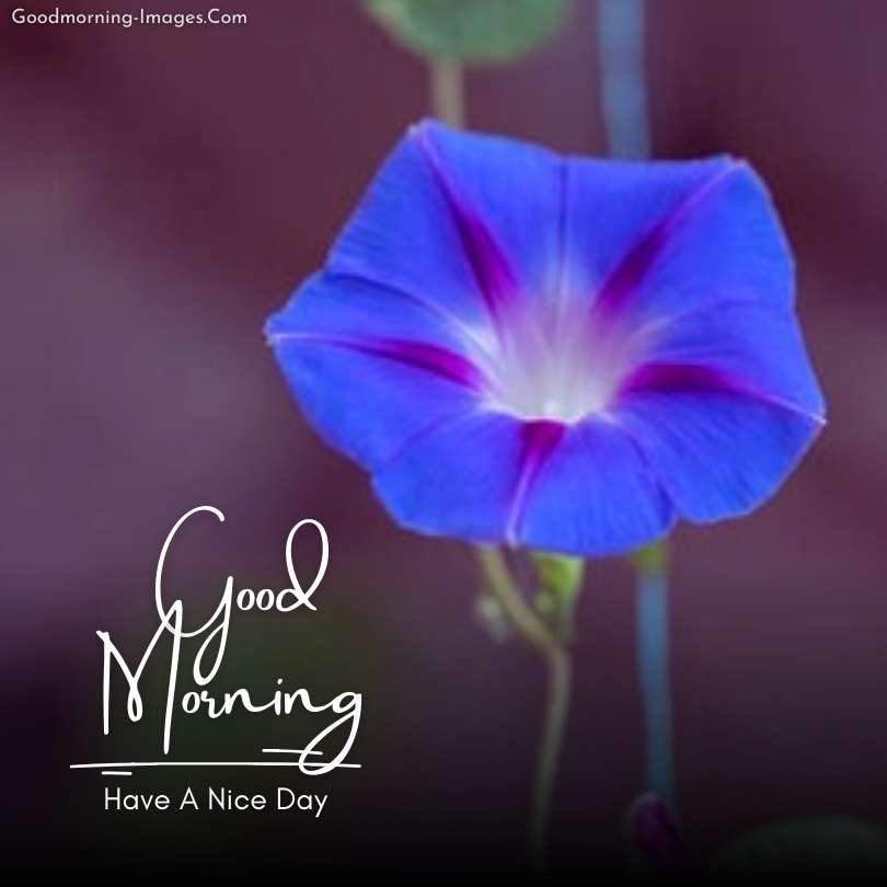 Lovely Morning Hd flowers Images