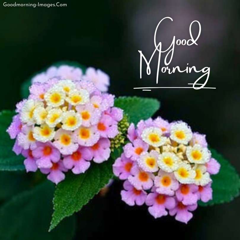 Lovely Good Morning HD Flower Images