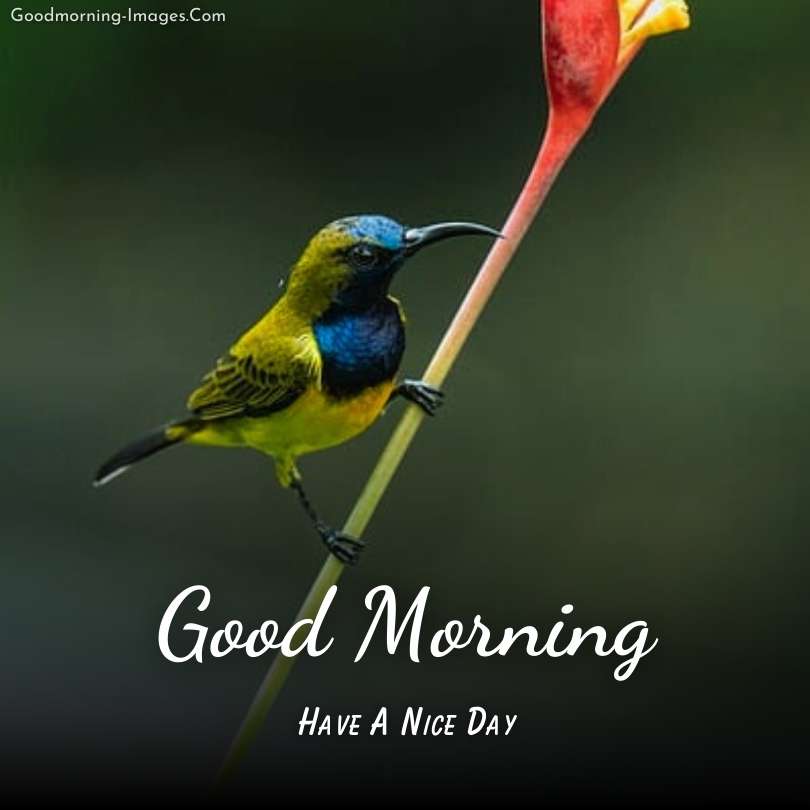 Good Morning Beautiful Bird Images