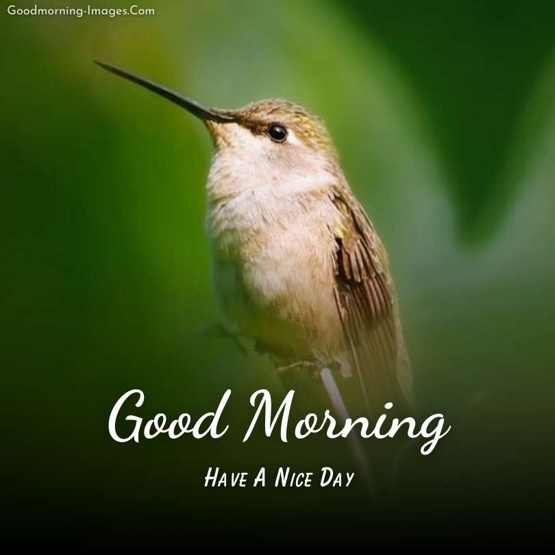 Good Morning Beautiful Bird Images