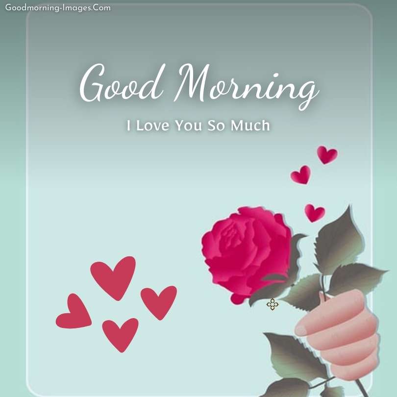 Good Morning Rose Love Images
