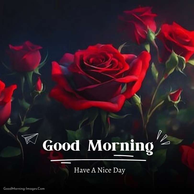 Good-Morning-Love-Rose-Images