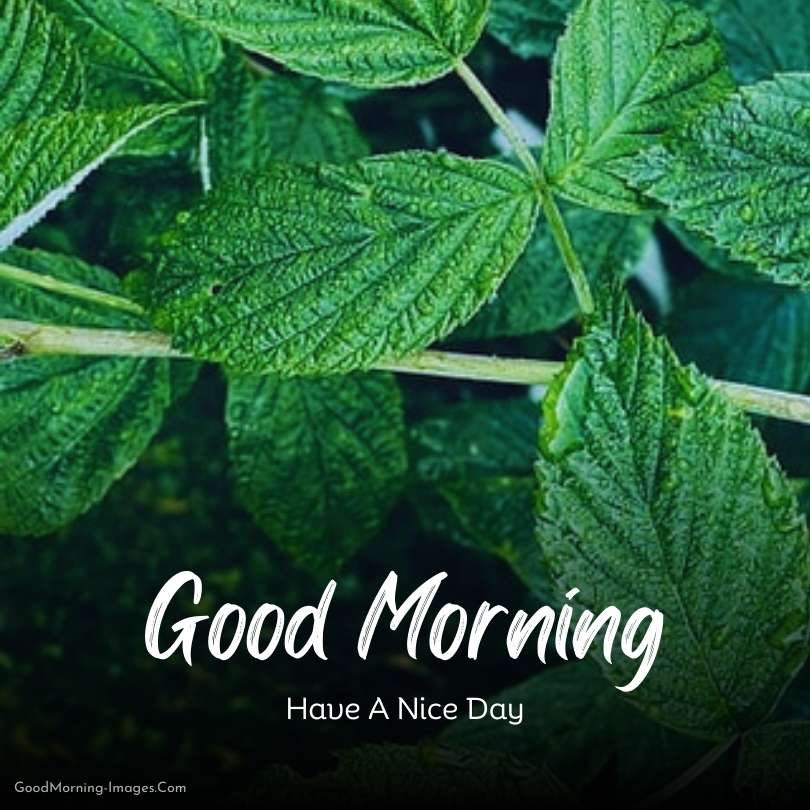 Good Morning Nature Real Images