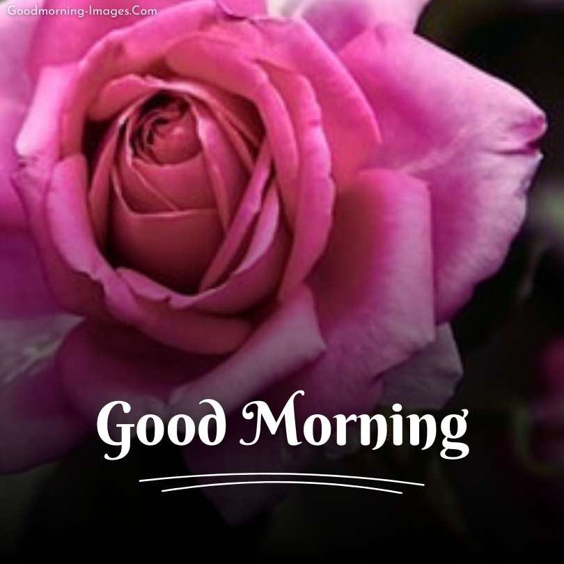 Good Morning Flowers HD Images Download