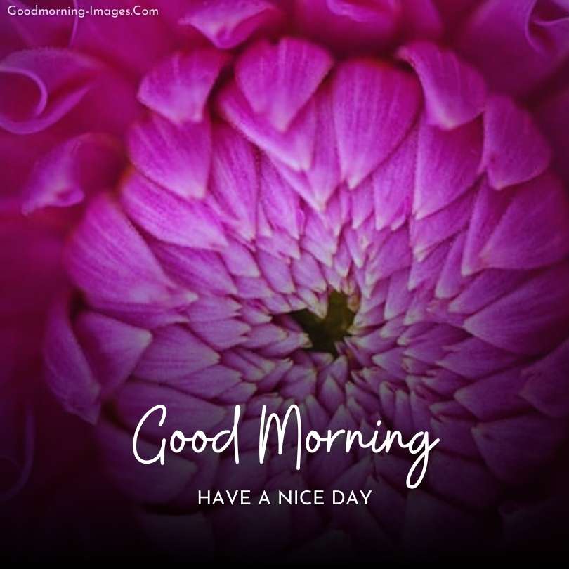 Good Morning Flowers HD Images